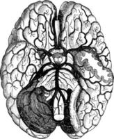 vasos sanguíneos do cérebro, ilustração vintage. vetor
