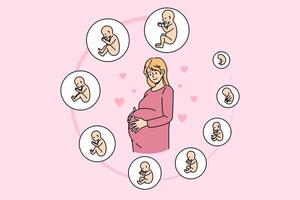 mulher grávida toca barriga pronta para futura maternidade. desenvolvimento de estágios embrionários da gravidez. fases do parto do bebê por mês. fertilidade, fertilização in vitro, conceito de maternidade. ilustração vetorial. vetor