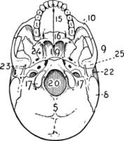crânio adulto, ilustração vintage. vetor