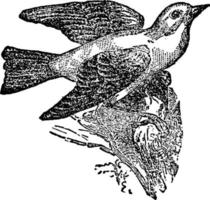 tanager, ilustração vintage. vetor