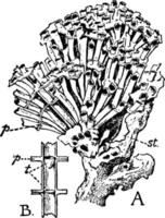 tubipora purpurea, ilustração vintage. vetor
