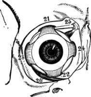 músculos do globo ocular humano, ilustração vintage. vetor