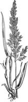 ilustração vintage de grama macia prado. vetor
