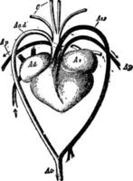 coração e vasos sanguíneos de uma tartaruga, ilustração vintage. vetor