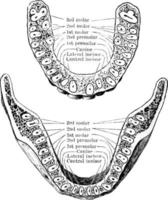 mandíbula mostrando as raízes dos dentes, ilustração vintage. vetor