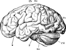 cérebro, ilustração vintage. vetor