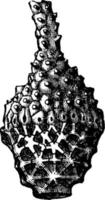 actinocrinus irradiar, ilustração vintage vetor