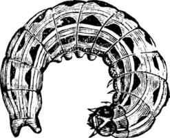 larva de mariposa corujinha, ilustração vintage. vetor