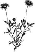 ramo de floração da ilustração vintage gaillardia aristata grandiflora. vetor