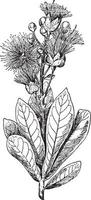 ilustração vintage de barringtonia speciosa. vetor