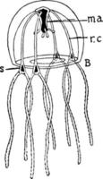 Medusoide, ilustração vintage. vetor