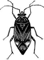 phytocoris, ilustração vintage. vetor