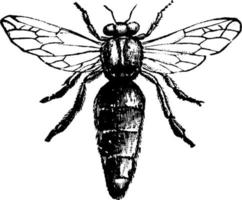 abelha rainha, ilustração vintage. vetor
