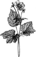 flor e folha de ilustração vintage de anêmona japonica. vetor