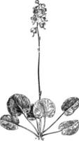 ilustração vintage pyrola asarifolia. vetor