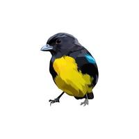 vetor de pássaro tanager preto e dourado