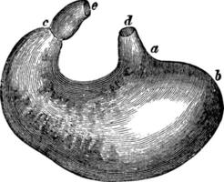 o estômago, ilustração vintage vetor