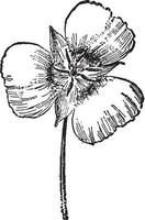 ilustração vintage calochortus gunnisonii. vetor