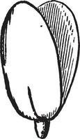 ilustração vintage de sementes de abóbora. vetor