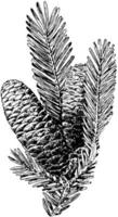 ilustração vintage de cone de árvore de abeto de bálsamo. vetor