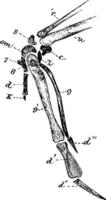 os ossos da asa de um jovem perdiz, ilustração vintage. vetor