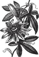 ilustração vintage flor da paixão. vetor