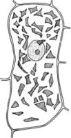 t. ilustração vintage de célula majus. vetor