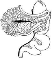 trato intestinal de chauna chavaria, ilustração vintage. vetor