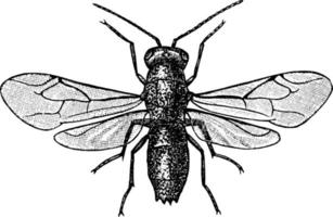 mosca de cauda rubi, ilustração vintage.