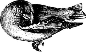 grosbeak, ilustração vintage. vetor