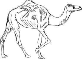 desenho de camelo, ilustração, vetor em fundo branco.