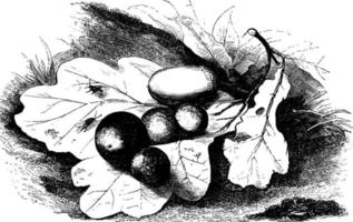 insetos de bile, ilustração vintage. vetor