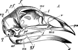 crânio de galinha doméstica, ilustração vintage. vetor