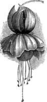 flores de ilustração vintage fúcsia rainha cigana. vetor