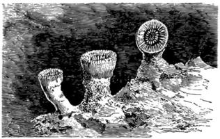 caryophyllia cyathus, ilustração vintage. vetor