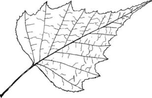 gênero betula, L. ilustração vintage de bétula. vetor