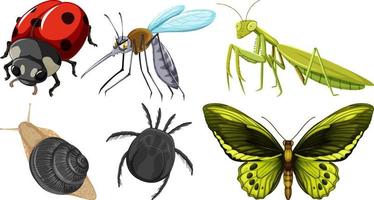 coleção de vetores de insetos diferentes