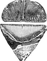 fósseis de calceola sandalina, ilustração vintage. vetor