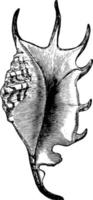 ilustração vintage de concha de escorpião. vetor