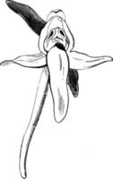 flor de ilustração vintage habenaria bifolia chlorantha. vetor