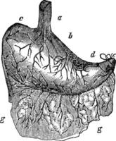 estômago, ilustração vintage. vetor