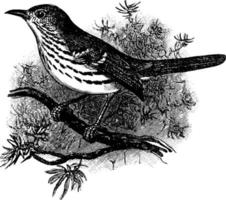 pássaro, ilustração vintage vetor