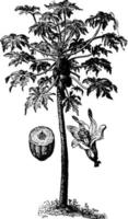 ilustração vintage de papaia. vetor