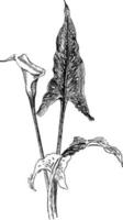 ilustração vintage zantedeschia albo-maculata. vetor
