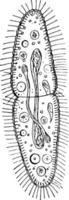 paramecium, ilustração vintage. vetor