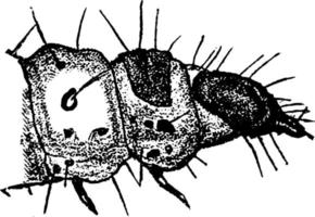 traça de farinha ou ephestia kuhniella, ilustração vintage. vetor