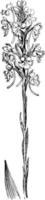 h. ilustração vintage leucophaea. vetor