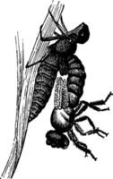 libellula emergente ilustração vintage. vetor
