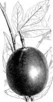 frutas e folhas de ilustração vintage de passiflora edulis. vetor