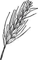 ilustração vintage de orelha de trigo. vetor